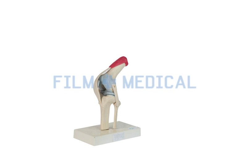 Anatomical Knee Joint Model